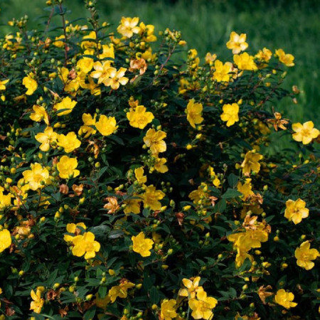 Millepertuis rampant 'Rose of Sharon'