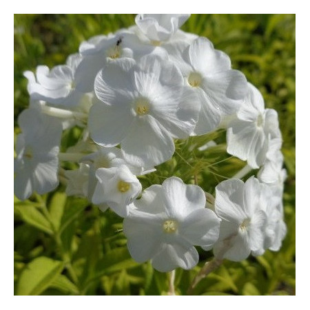 Phlox haut 'Mont Fuji'