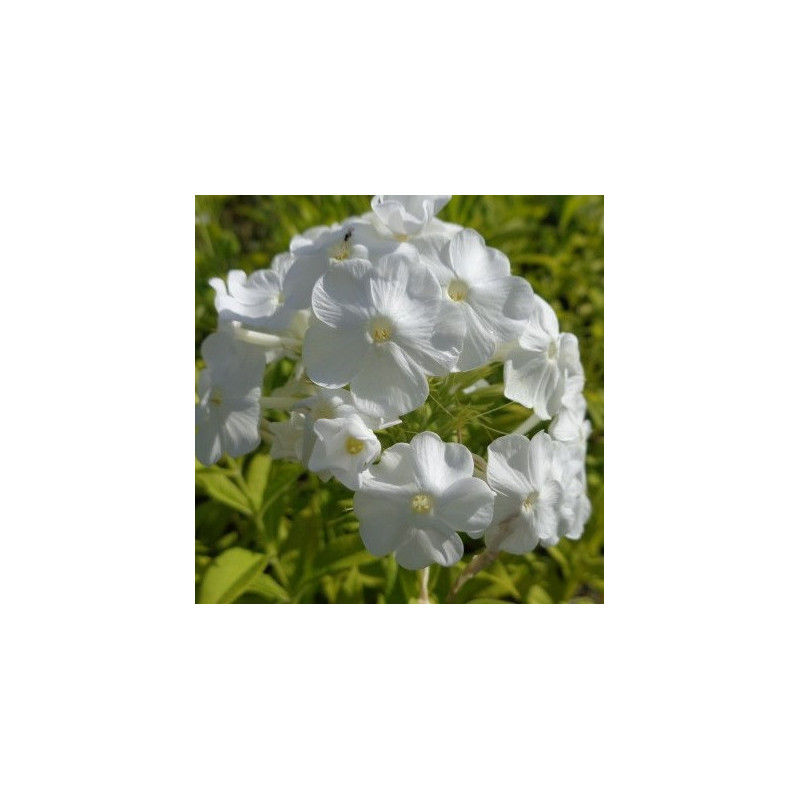 Phlox haut 'Mont Fuji'