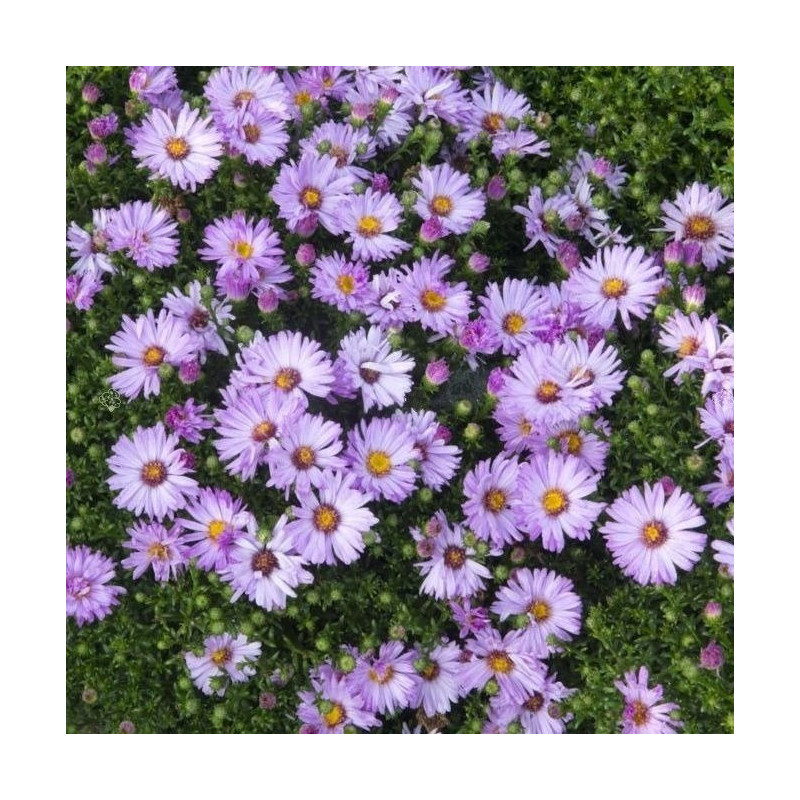 Aster nain d'automne 'Marjorie'