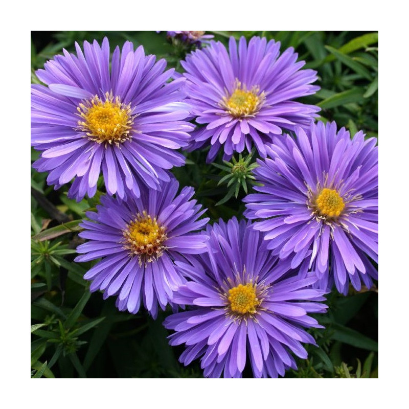 Aster nain d'automne 'Augenweide'