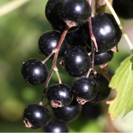 Cassis 'Blackdown'