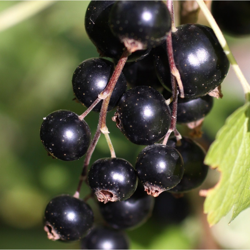 Cassis 'Blackdown'