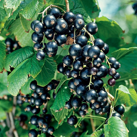 Cassis 'Noir de Bourgogne'