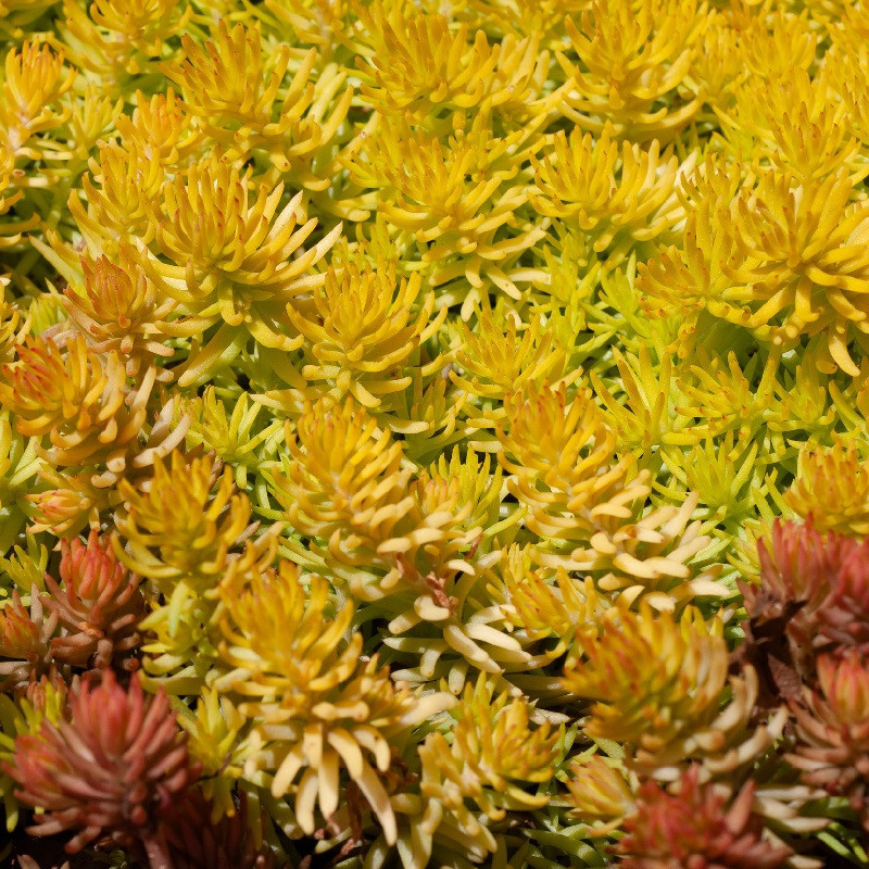 Sedum rupestre 'Aureum'