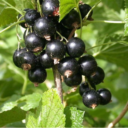 Cassis 'Titania'