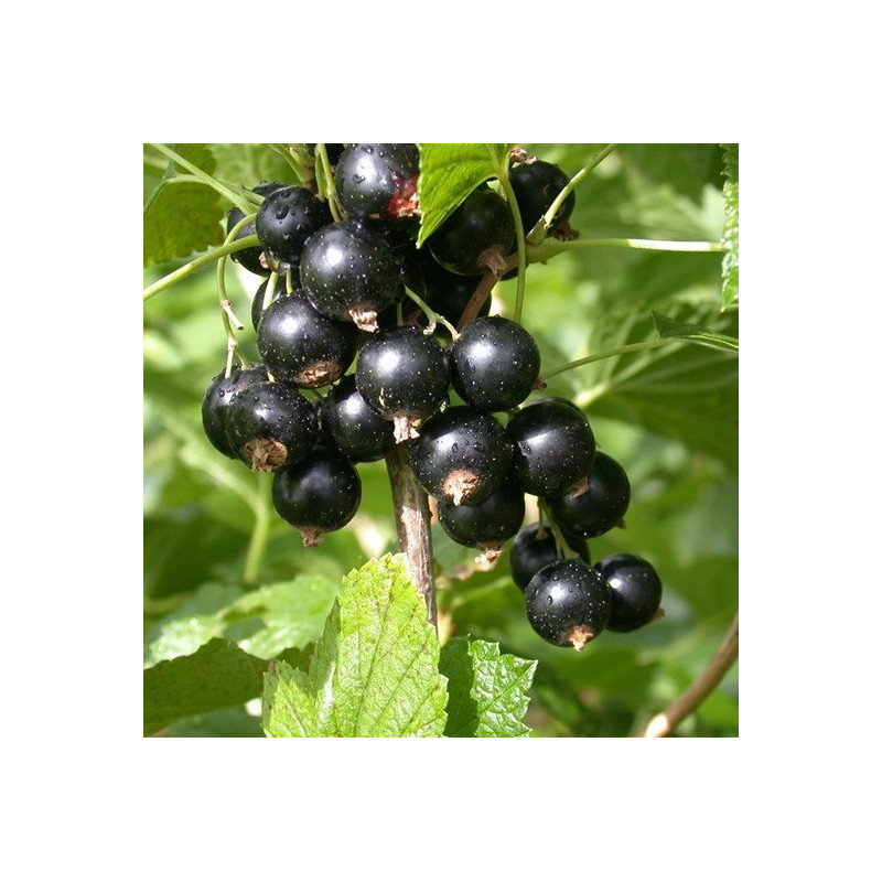 Cassis 'Titania'