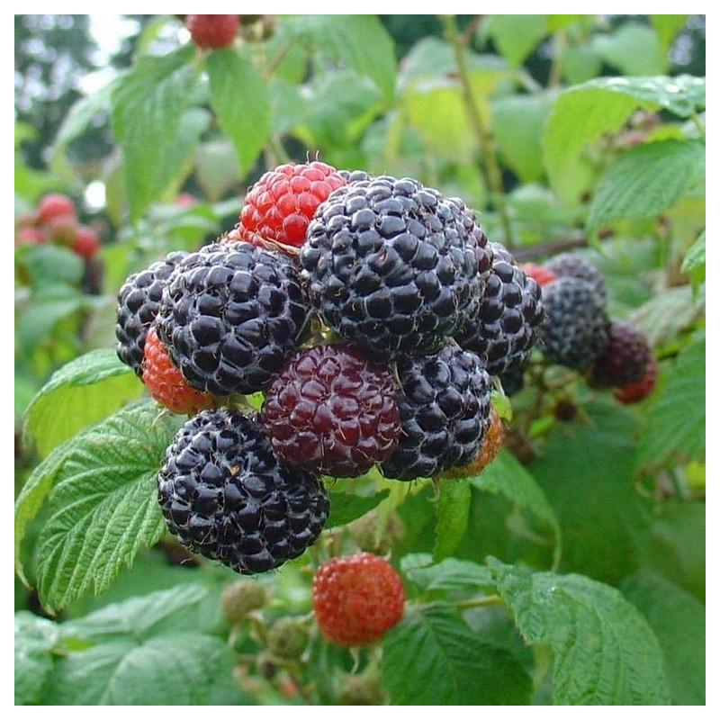 Mûroise 'Black Jewel'