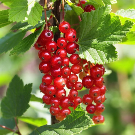 Groseillier 'Junifer'