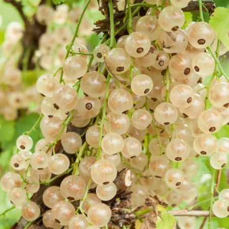 Groseillier 'Versaillaise Blanche'