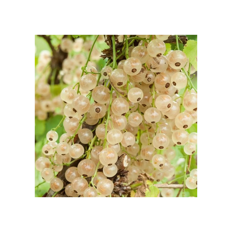 Groseillier 'Versaillaise Blanche'