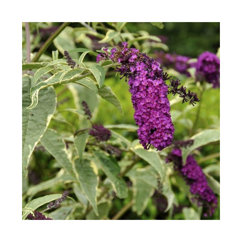 Buddleia 'Harlequin'