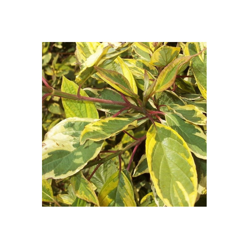 Cornouiller blanc 'Gouchaultii'