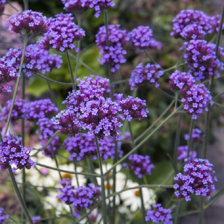 Verveine de Buenos Aires