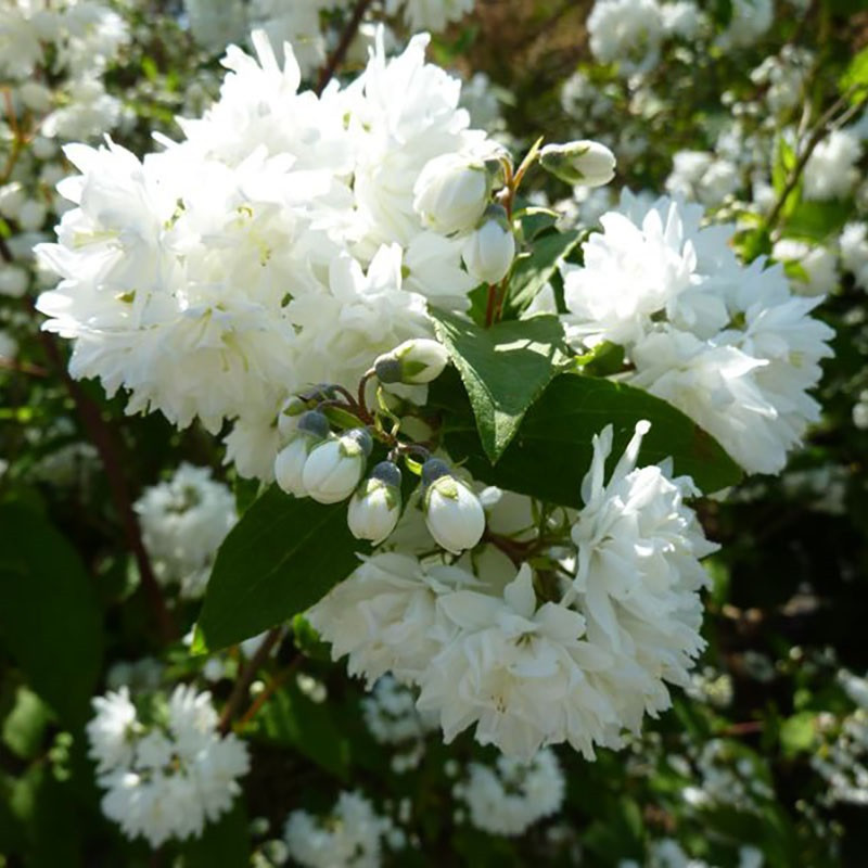 Deutzia x magnifica