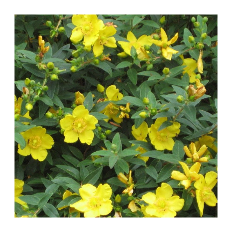 Millepertuis arbustif 'Hidcote'