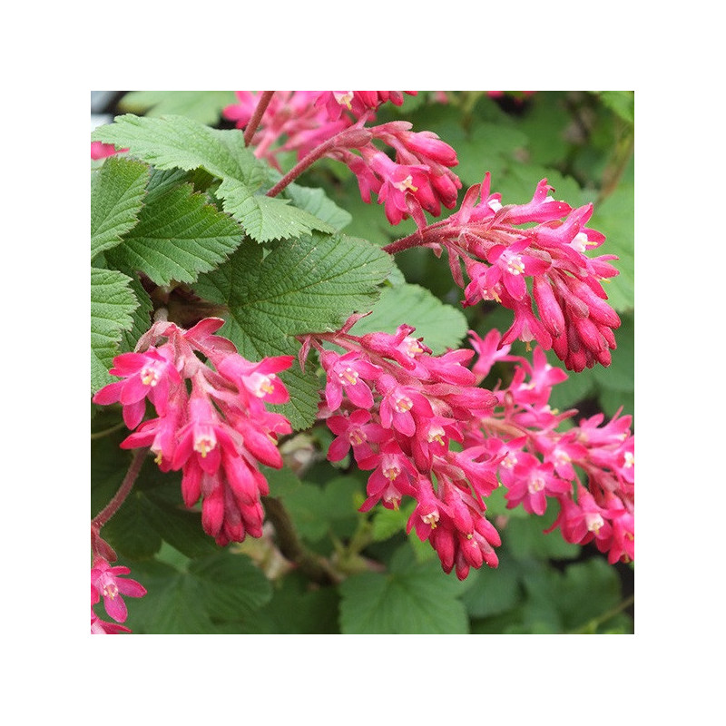 Groseillier à fleurs 'King Edward VII'