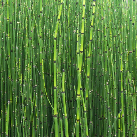 Prêle du Japon