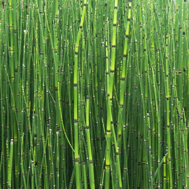 Prêle du Japon