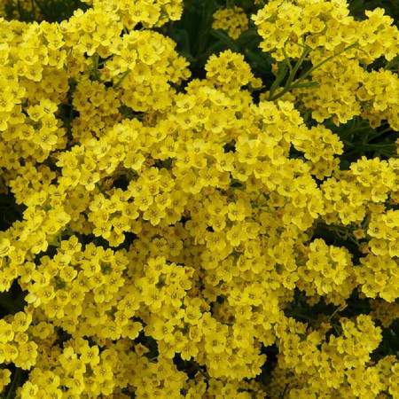 Corbeille d'Or