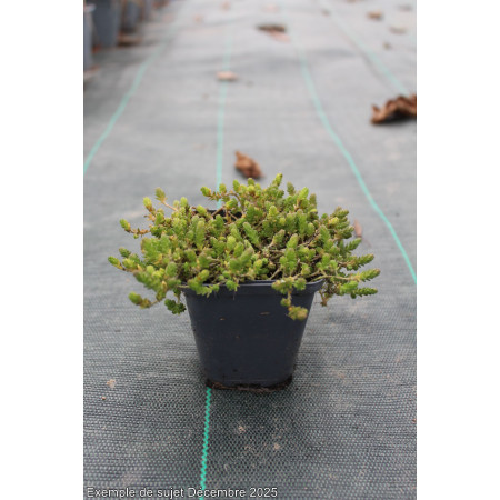 Sedum acre