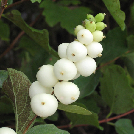 Symphorine 'White Edge'