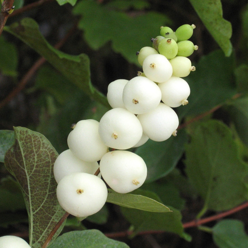 Symphorine 'White Edge'