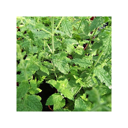 Menthe Fraise