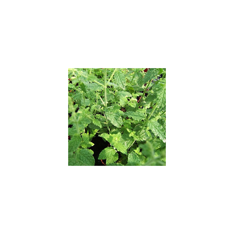 Menthe Fraise