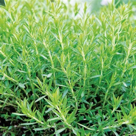 Estragon Russe