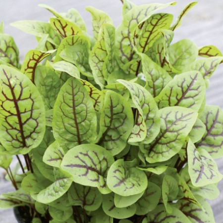 Oseille sanguine Red Stripe