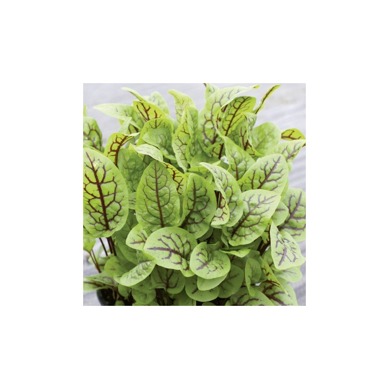 Oseille sanguine Red Stripe