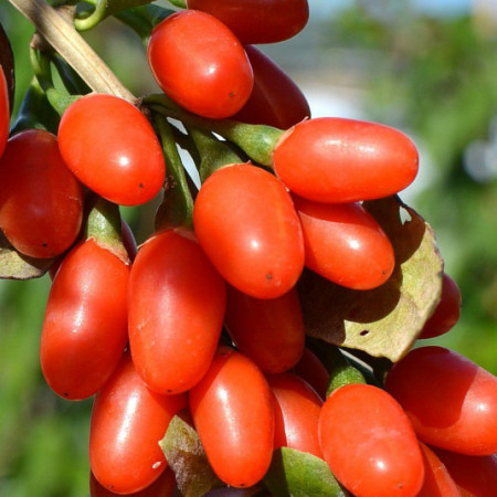 Baie de Goji