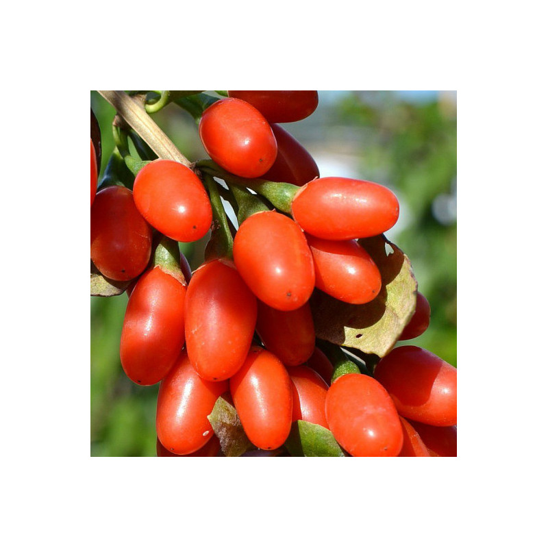 Baie de Goji