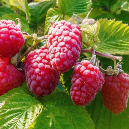 Framboisier 'Zeva'