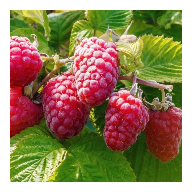 Framboisier 'Zeva'