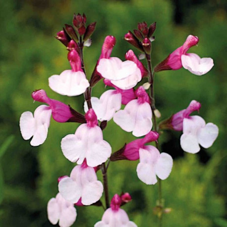 S. greggii 'Joy'