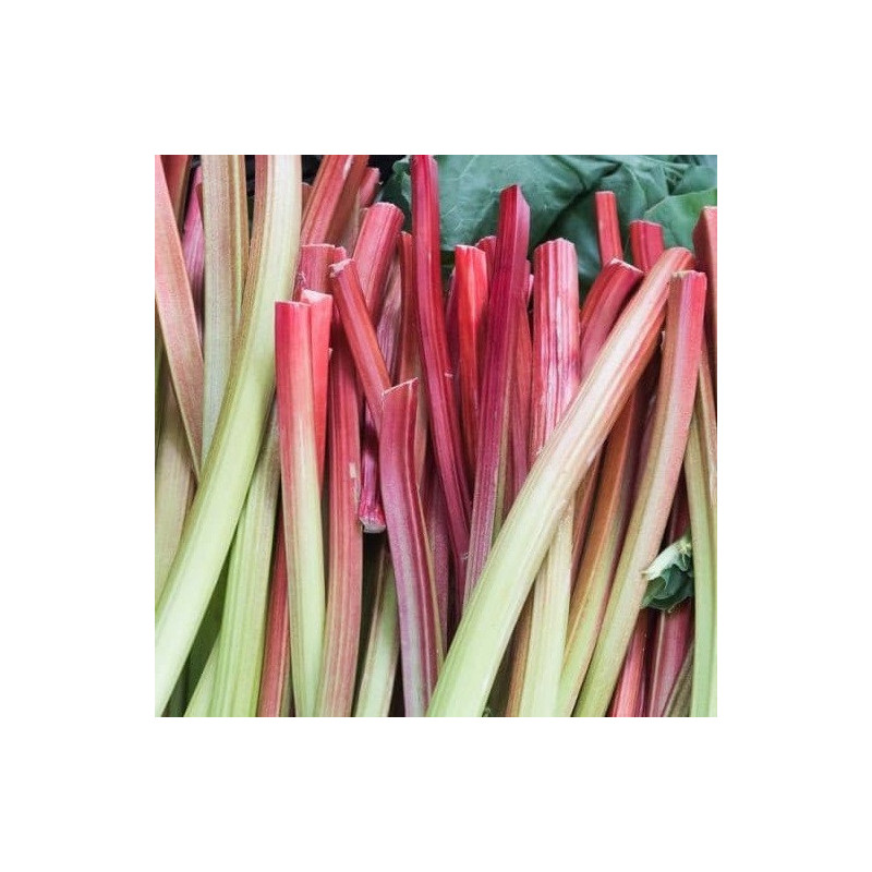 Rhubarbe 'Canada Red'