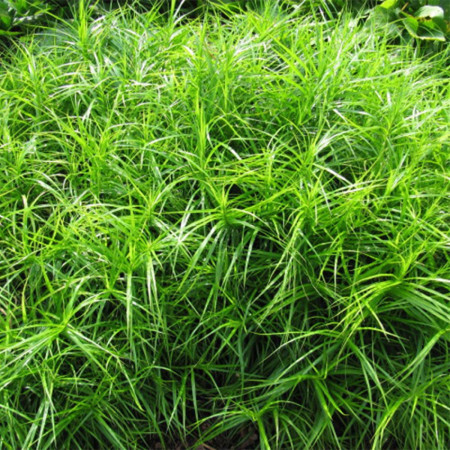 Carex palmé