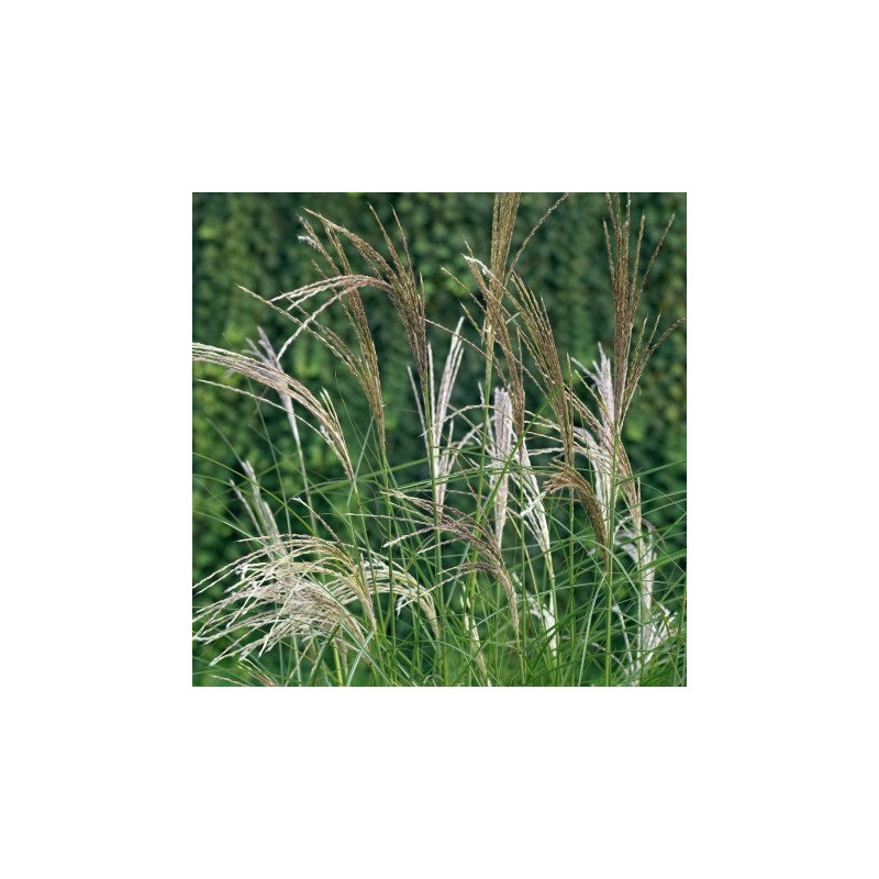 Miscanthus 'Kleine Silberspinne'