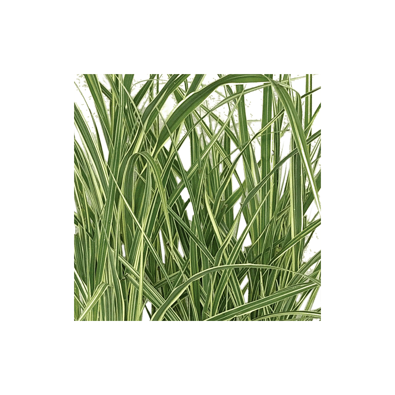 Miscanthus 'Variegatus'