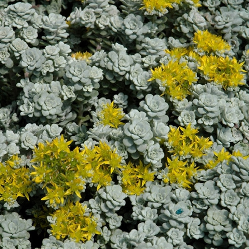 Sedum spathulifollium  'Cape Blanco'