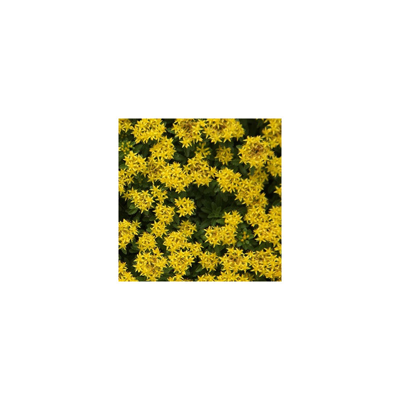 Sedum middendorffianum 'Diffusum'