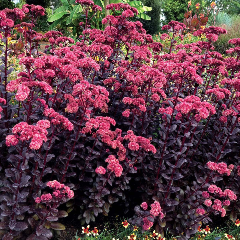 Sedum telephium 'Touchdown Teak'