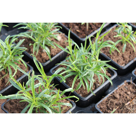 Penstemon 'Evelyn'