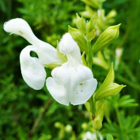 S. greggii 'Alba'
