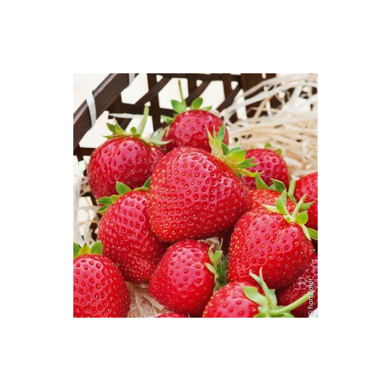 Fraisier 'Charlotte'