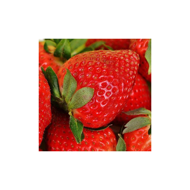 Fraisier 'Gento Nova'