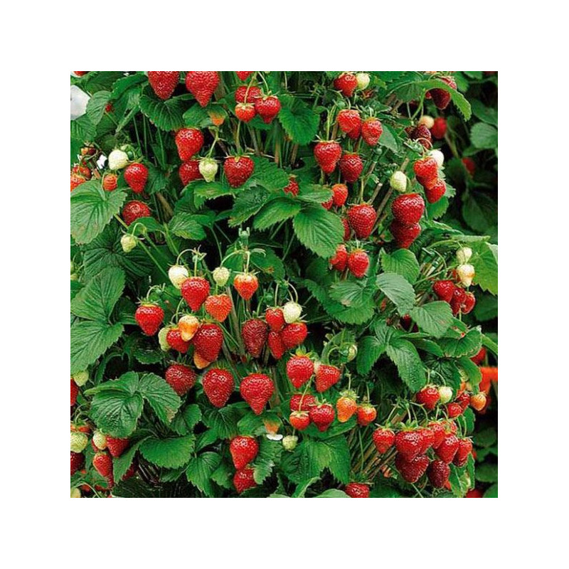 Fraisier 'Mount Everest'