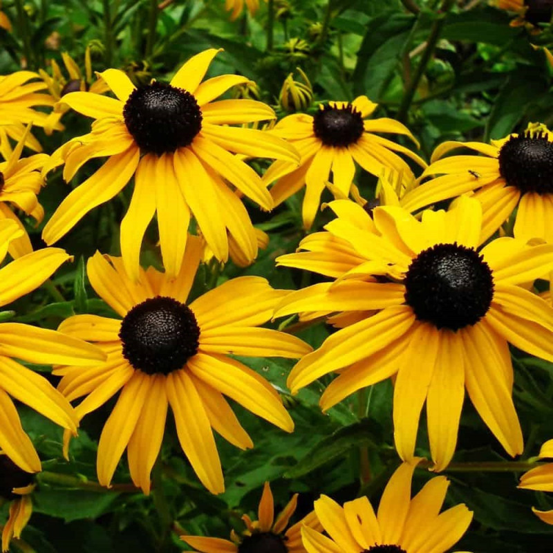 Rudbeckia hirta